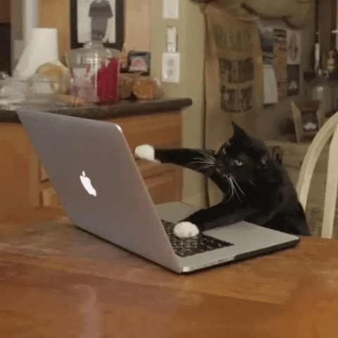 Digital channels: black cat typing GIF